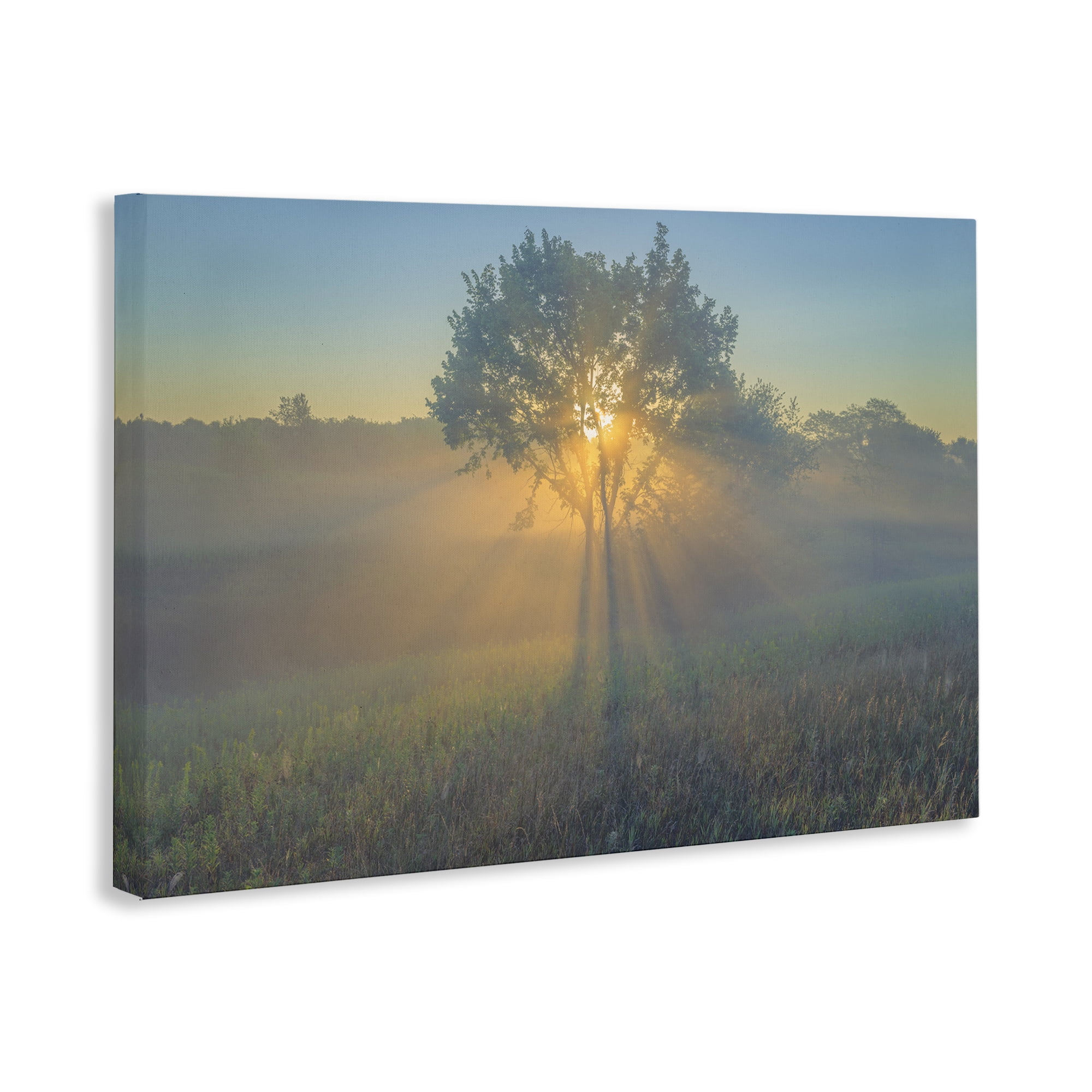 Stupell Industries Bright Sunlit Tree Landscape & Nature Photography Wrapped Canvas Art Print Wall Art, 24 x 16