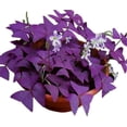 thumbnail image 5 of 50 Oxalis Triangularis Bulbs to Plant Purple Shamrock, 5 of 8