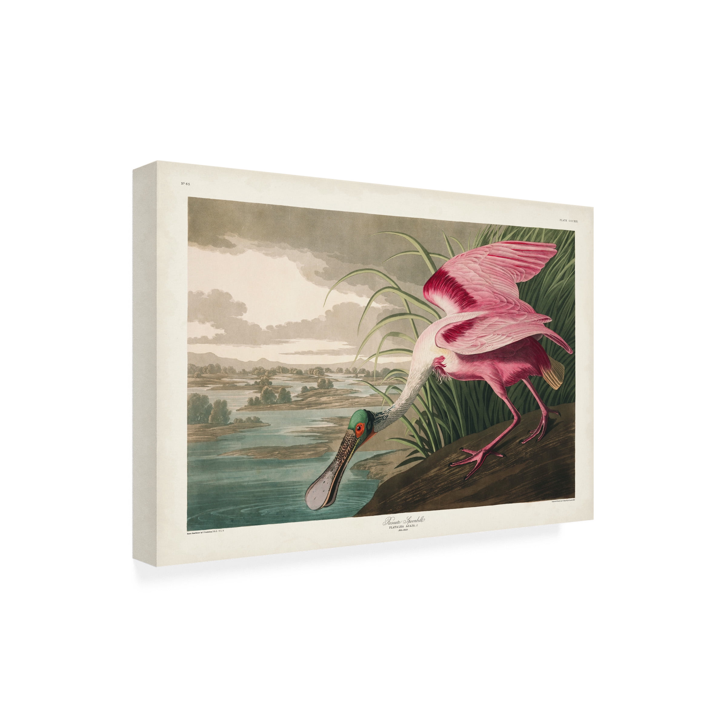 John James Audubon 'Roseate Spoonbill' Canvas Art