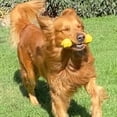 thumbnail image 1 of Perrísimo Hueso De Juguete De Hule Resistente Para Perros Color Amarillo, 1 of 3