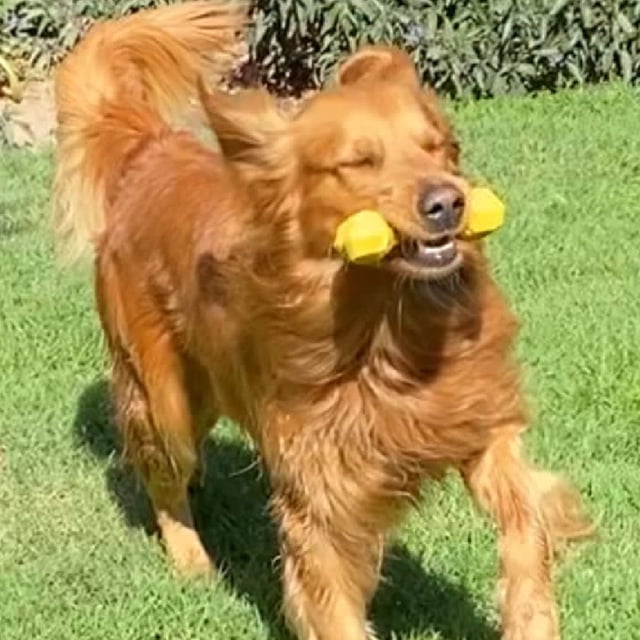 Perrísimo Hueso De Juguete De Hule Resistente Para Perros Color Amarillo