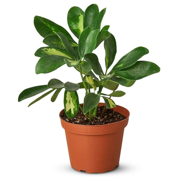 Schefflera Variegated Live Plant for Indoor | Different Houseplants in 4'' & 6'' Pot | Real House Plant for Living Room, Office, Desk & Bathroom | Arboricola Dwarf umbrella tree