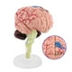 thumbnail image 3 of Cerebro humano, modelo médico humano anatómico desmontado de 1 pieza, modelo de cerebro fiel a su promesa Jadeshay A, 3 of 8