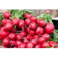thumbnail image 3 of 2000 Seeds CRIMSON GIANT RADISH Raphanus Sativus Vegetable Seeds, 3 of 11