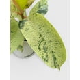 thumbnail image 4 of Ficus Elastica Shivereana "Moonshine" - Live Air-Purifying Indoor Plant in Nursery Pot – Easy Care, Low Maintenance Houseplant for Home & Office Decor, Natural Air Cleaner, Best for Beginners (6"Pot), 4 of 11