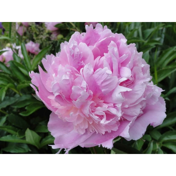 Sumerlin Lavender Peony Wall Decal