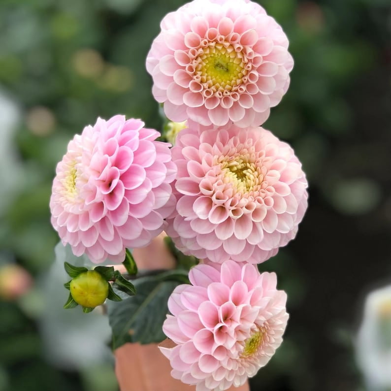 40 Seeds - of Oz Dahlia Seeds - Pollinator Friendly - - Heirloom Flower Seeds - Mix Seeds to Plant