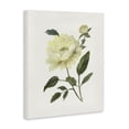 thumbnail image 2 of Stupell Industries Transitional Cream Garden Peony with Buds Canvas Art, 16 x 20, by Nan, 2 of 8