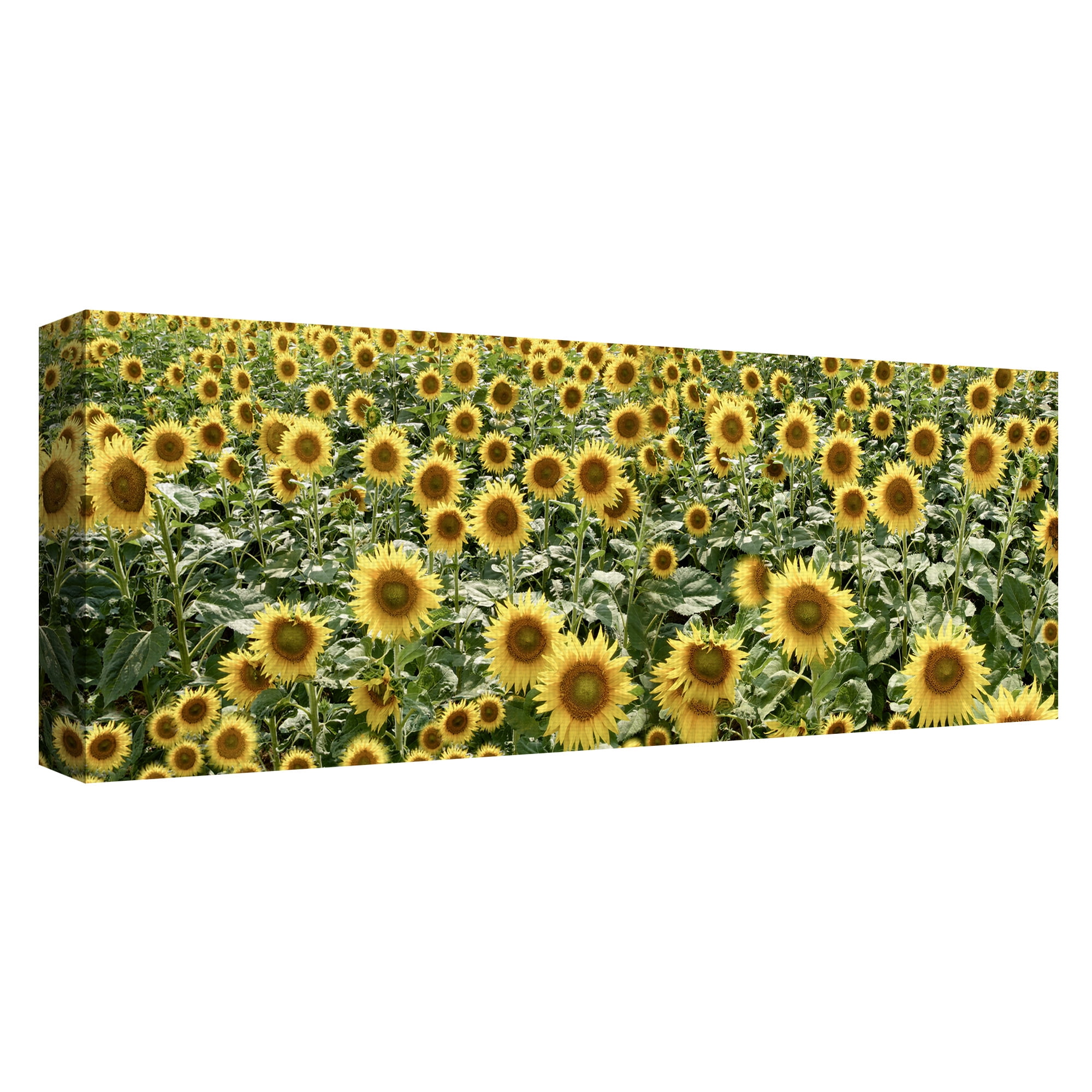 Masterpiece Art Gallery Tuscan Sunflower Field Pano #1 by Alan Blaustein Canvas Art Print 16" x 48"