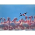 thumbnail image 2 of Fitzharris, Tim 24x19 Black Ornate Wood Framed with Double Matting Museum Art Print Titled - Lesser Flamingos-Lake Bogoria-Kenya, 2 of 4