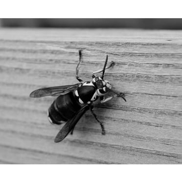 Baker Bee Wall Decal
