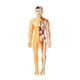 thumbnail image 1 of 3D Human Body Model for Kids: DIY Organ Assembly, Educational Biotech Kit for School & Teachers, 1 of 5