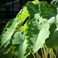 Van Zyverden Elephant Ear Jumbo Dormant Bulb Partial Sun; 36hrs Green