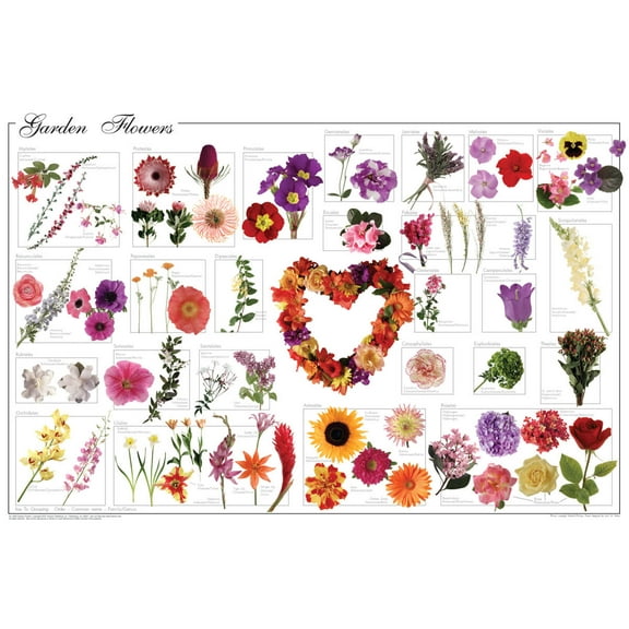 Garden Flowers Educational Poster 36x24