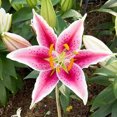 Lily Bulbs, Easy to Plant Perennial.Tiger Lily Bulbs For Planting,Long