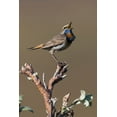 thumbnail image 2 of Archer, Ken 13x18 Black Ornate Wood Framed with Double Matting Museum Art Print Titled - Male Bluethroat Singing, 2 of 4