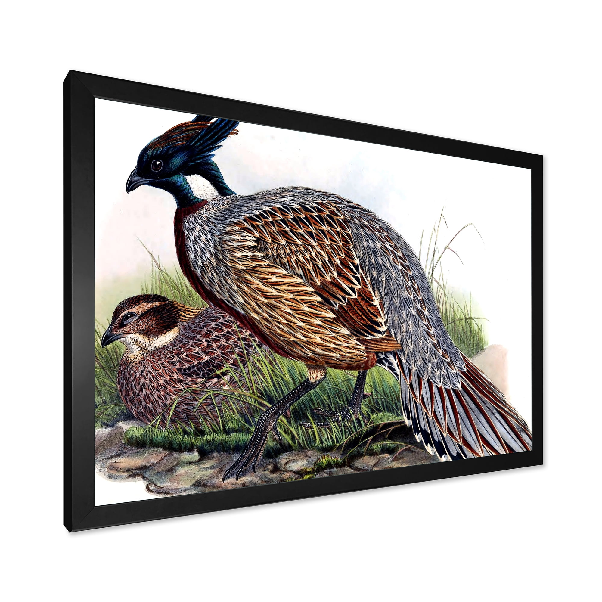 Designart 'Close Up Of Vintage Countryside Birds' Farmhouse Framed Art Print