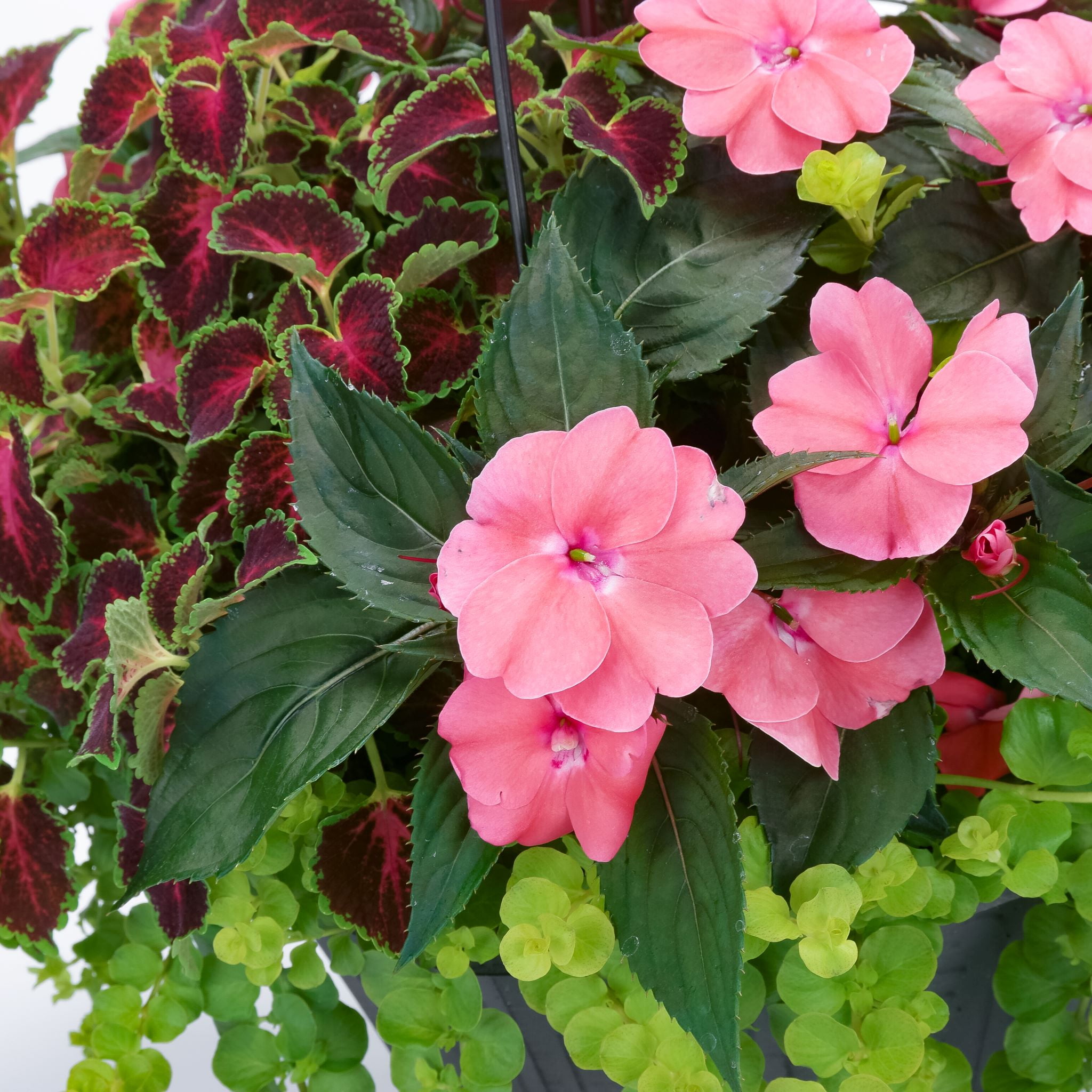 Multicolor Sunpatiens 2 Gallon Hanging Basket Live Plants for Shade