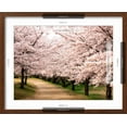 thumbnail image 5 of Art.com Row of Cherry Trees Photographic Print, Brown Frame Wall Art, 21" x 17", 5 of 5