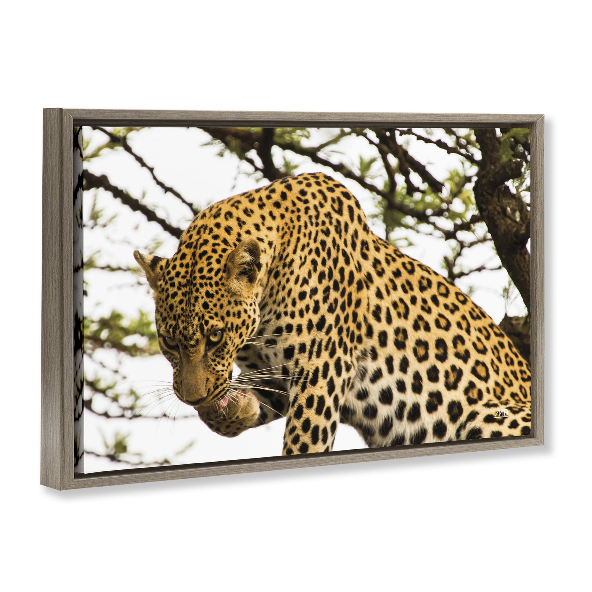 Stupell Industries Leopard After Lunch Animals Photography Brown Floater Framed Canvas Art Print Wall Art, 25 x 17