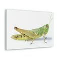 thumbnail image 2 of Cricket Hunting Cricket on Hunt Print Animal Wall Art Wildlife Canvas Prints Wall Art Ready to Hang Unframed, 2 of 18
