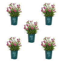 Better Homes & Gardens 1QT Pink Dianthus Live Perennial Plant Sun 5-Pack