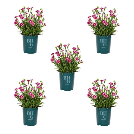 Better Homes & Gardens 1QT Pink Dianthus Live Perennial Plant Sun 5-Pack