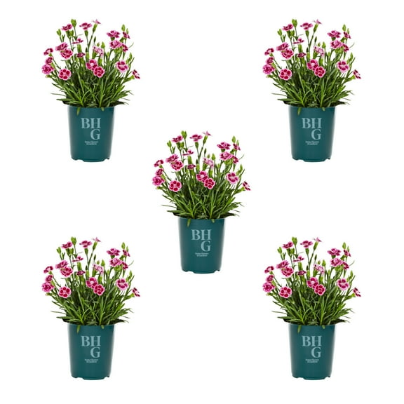 Better Homes & Gardens 1QT Pink Dianthus Live Perennial Plant Sun 5-Pack