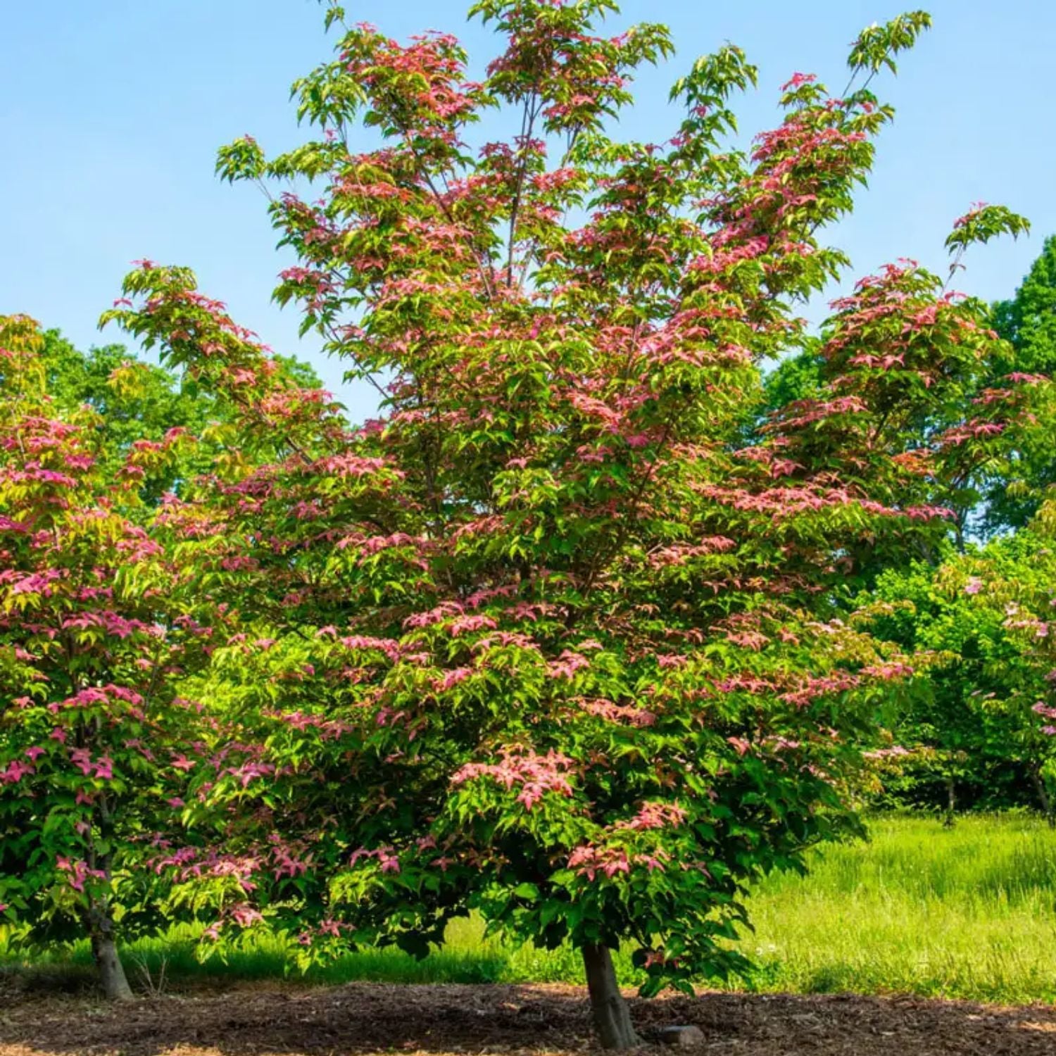 Expert Gardener 2-3 ft. Tall Scarlet Fire Dogwood Live Tree in 3- Gallon Grower Pot