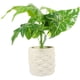 thumbnail image 4 of Bonsái artificial de hoja de taro, planta en maceta de hoja verde falsa, adorno de bonsái simulado, 4 of 8