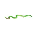 thumbnail image 1 of DOMELAY Scary Fake Snake Toy Educational Toy Gift Creative Fun Versatile Halloween Snake Green, 1 of 9
