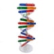 thumbnail image 1 of Kits educativos para preescolares, aprendizaje educativo, ciencias biológicas, modelo 3D DIY de ADN, estructura genética, para niños, 1 of 8