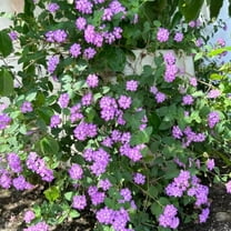 Set 2 Purple Lantana Plants Live, 4 to 8 Inch Tall, Ground Cover, Hardy Lantana Perennials for Garden Planting