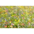 thumbnail image 2 of Haaksma, Piet 24x17 White Modern Wood Framed Museum Art Print Titled - Summer Field Flowers.........., 2 of 4