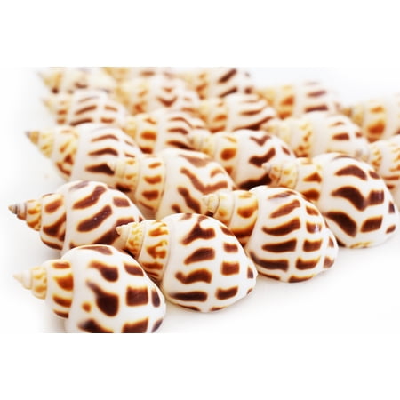 50 Select Babylonia Areolata Shells Seashells 1" - 1 1/2" Shellcraft Beach Crafts Nautical Decor Beach Wedding Small Hermit Crab
