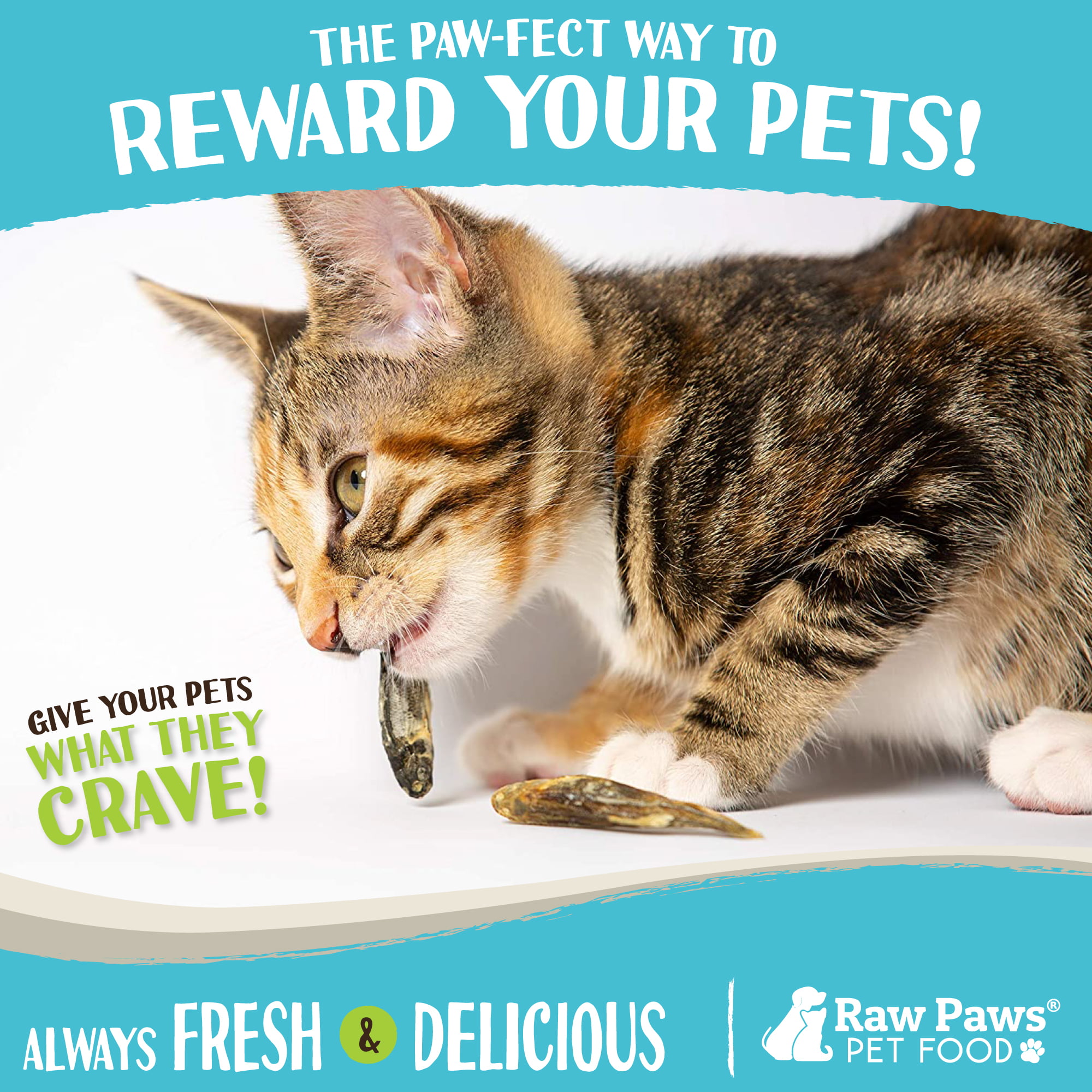  Freeze-Dried Raw Pet Treats for Dogs, Raw Minnow Chews (2.4  Oz) : Pet Supplies