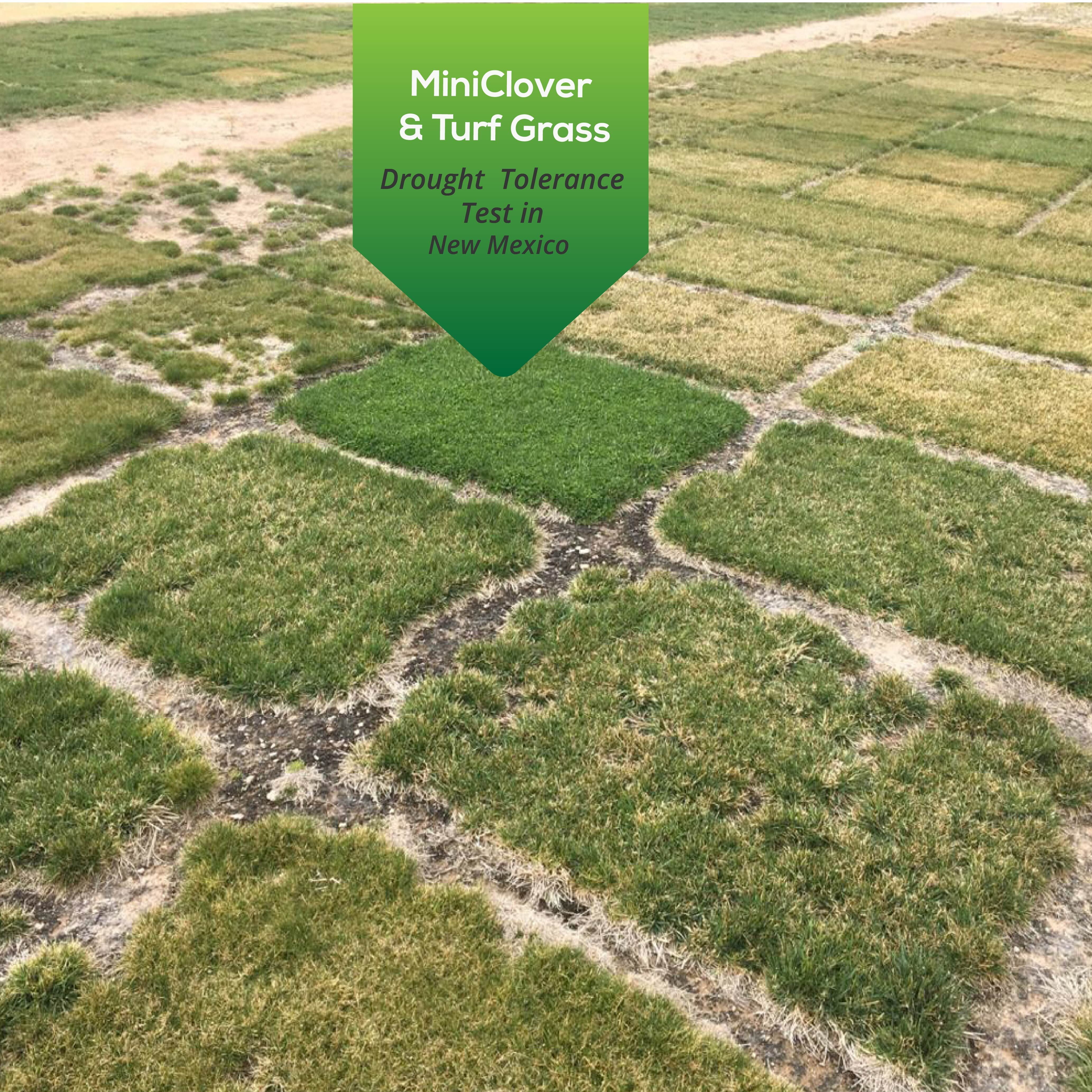 Mini 2024 clover seed
