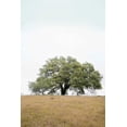 thumbnail image 2 of Blaustein, Alan 17x24 White Modern Wood Framed Museum Art Print Titled - Oak Tree - 73, 2 of 4