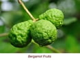 thumbnail image 3 of Bergamot Organic Essential Oil 5 ml (1/6 fl oz) - 100% Pure and Natural by Silky Scents, 3 of 5