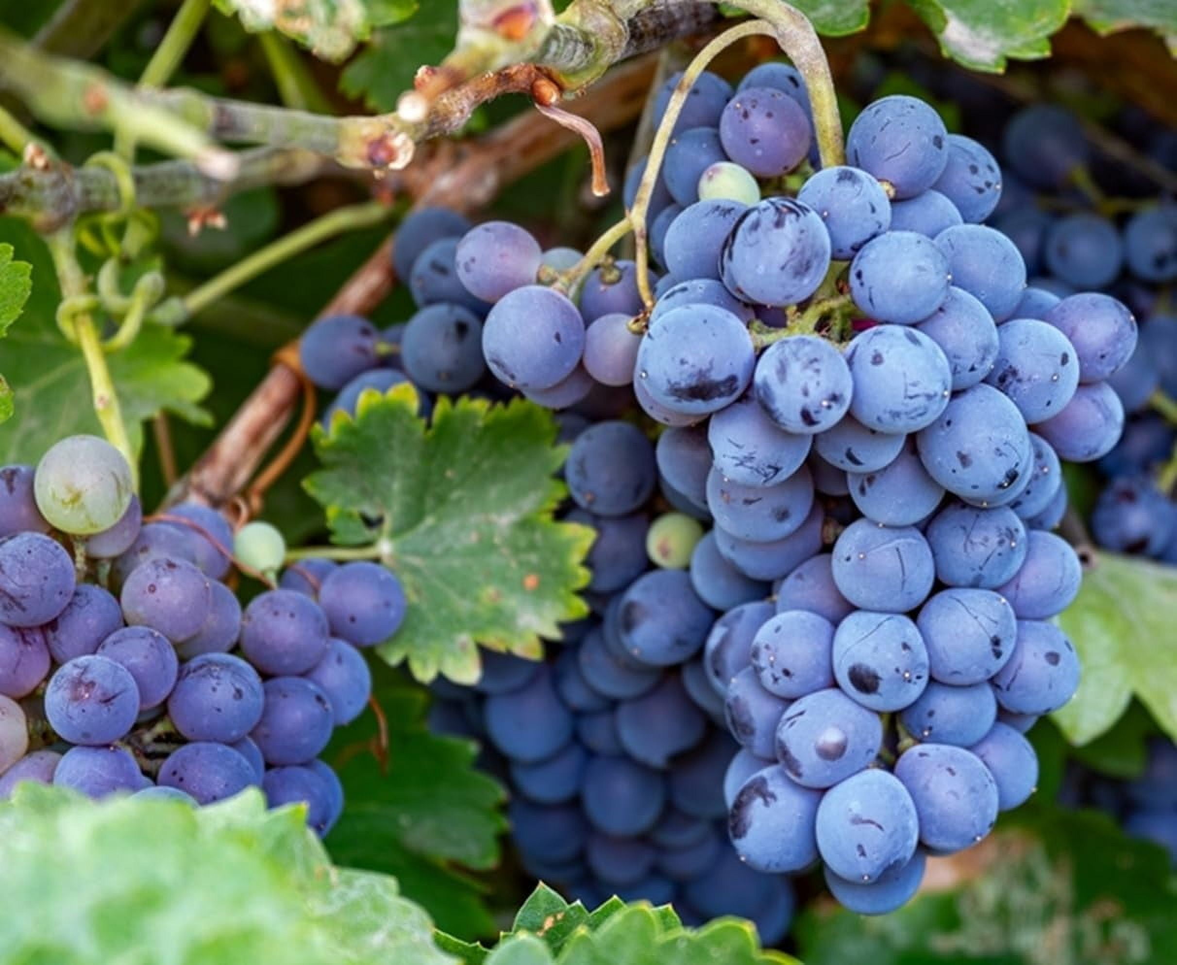 Live Plant - Concord Grape Vine Seedlings for Planting (3 Seedlings)