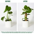 thumbnail image 2 of GARDENERA Coco Coir Poles for Monstera (Pack of 4) - 12" Monstera Plant Stakes, Sphagnum Handmade Coco Stick, Potted Plants Support/Totem Perfect for Small/Medium Climbing Plants Indoor, 2 of 7