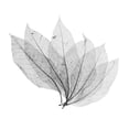 thumbnail image 1 of KLKCMS Beautiful Black Real Dried Pressed Skeleton Leaves Natural Magnolia Leaf Large, 1 of 9