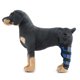 thumbnail image 1 of Sunnycamping - Protector de pierna para perro, accesorios para la articulación del corvejón, parte trasera de apoyo Azul Colco Protector de ortesis de codo de pierna, 1 of 7