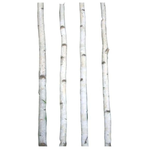 Four Thin White Birch Poles 8 ft