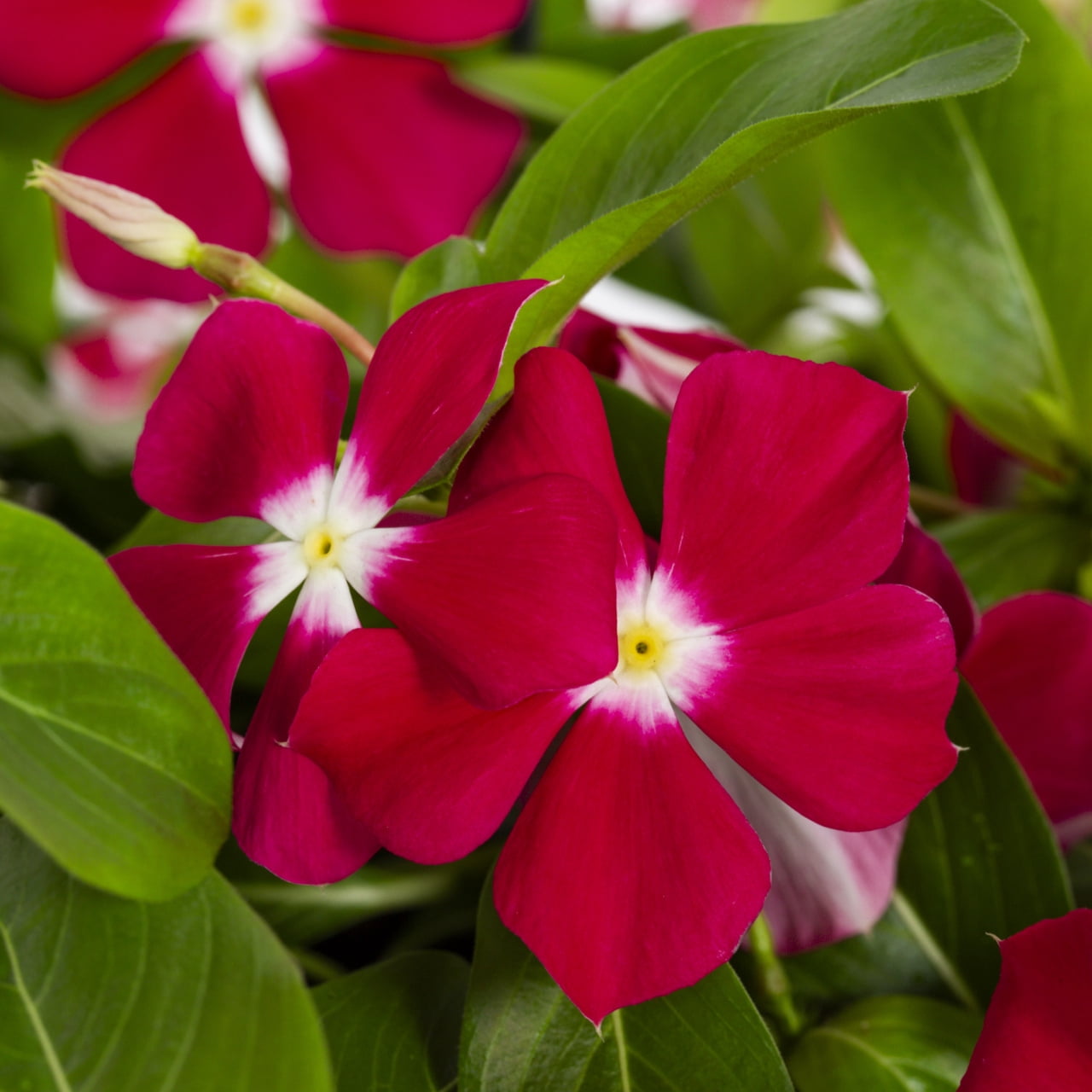 Expert Gardener 1.5G Multicolor Trailing Vinca Live Plants with Hanging Basket