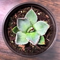 thumbnail image 3 of MicroStarts Live Artichoke Agave - 4 Succulent Plants in 4 inch pots, 3 of 4