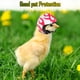 thumbnail image 4 of 2 piezas casco de pollo casco de seguridad para mascotas divertido loro casco pollo pájaro sombrero ropa para la cabeza, 4 of 5