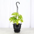 thumbnail image 4 of Live Swiss Cheese Plant, Monstera Adansonii Vine, Air Purifying 4 inch Diameter Live Plant Grown in USA, 4 of 9