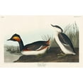 thumbnail image 3 of Audubon, John James 18x13 Black Modern Framed Museum Art Print Titled - Eared Grebe, 3 of 5
