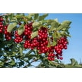 thumbnail image 4 of Chokecherry Seeds for Planting - 30 Seeds - Great for Jam or Syrup (Edible, Fall Color, Hardy), 4 of 6